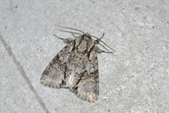 Acronicta transvalica