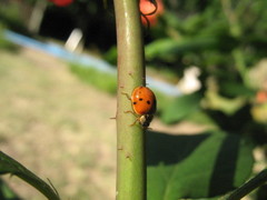Harmonia axyridis