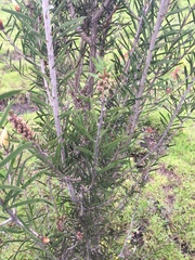 Melaleuca citrina