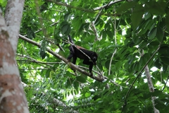 Alouatta discolor