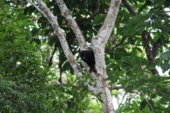 Alouatta discolor