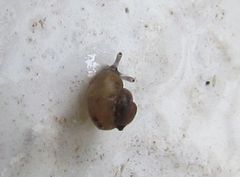 Pupisoma dioscoricola