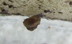 Pupisoma dioscoricola