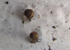 Pupisoma dioscoricola