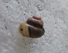 Pupisoma dioscoricola