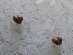 Pupisoma dioscoricola