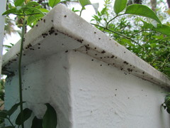 Pupisoma dioscoricola