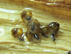 Pupisoma dioscoricola