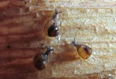 Pupisoma dioscoricola