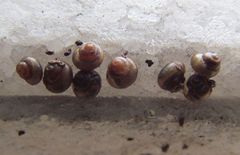 Pupisoma dioscoricola