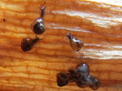 Pupisoma dioscoricola