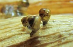 Pupisoma dioscoricola