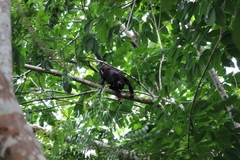 Alouatta discolor