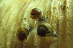 Pupisoma dioscoricola