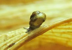 Pupisoma dioscoricola