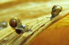 Pupisoma dioscoricola