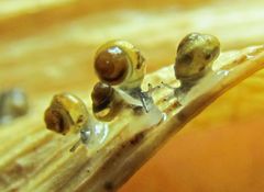 Pupisoma dioscoricola