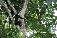 Alouatta discolor
