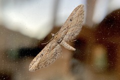Eupithecia acutipennis