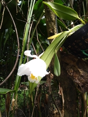Cattleya quadricolor