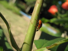 Harmonia axyridis
