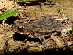 Rhinella merianae