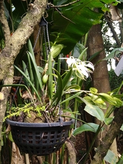 Brassavola