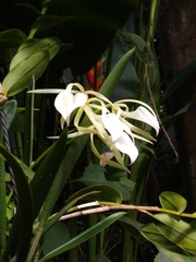 Brassavola
