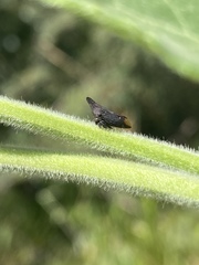 Membracidae