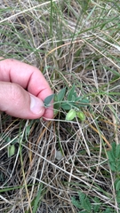Hebecarpa ovatifolia