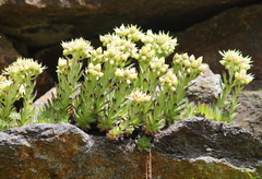 Sempervivum wulfenii