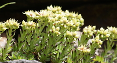 Sempervivum wulfenii