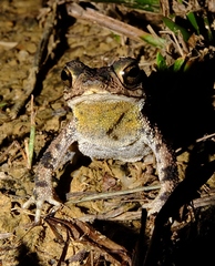 Rhinella merianae