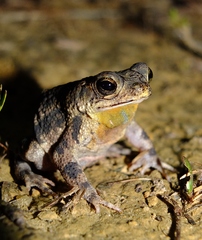 Rhinella merianae