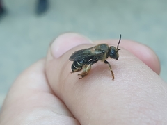 Macropis fulvipes