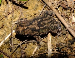 Rhinella merianae