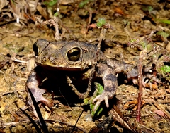 Rhinella merianae