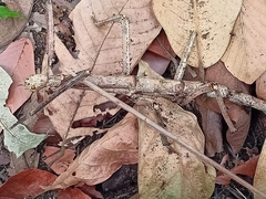 Tirachoidea siamensis
