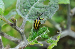 Lema confusa virgata