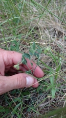 Hebecarpa ovatifolia