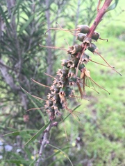 Melaleuca citrina
