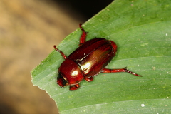 Pelidnota glaberrima