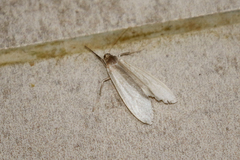 Hyperthagylla mira