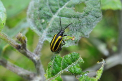 Lema confusa virgata