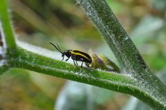 Lema confusa virgata