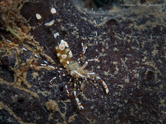 Periclimenes yucatanicus