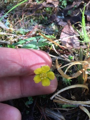 Ranunculus fascicularis