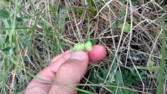 Hebecarpa ovatifolia