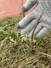 Plantago major