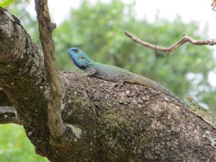 Acanthocercus atricollis